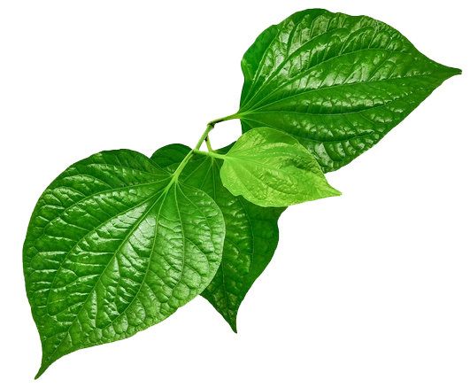 Kava leaf 100% natural Kava for helping the body better adapt to stress